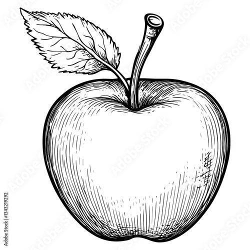 Apple art drawing sketch vector