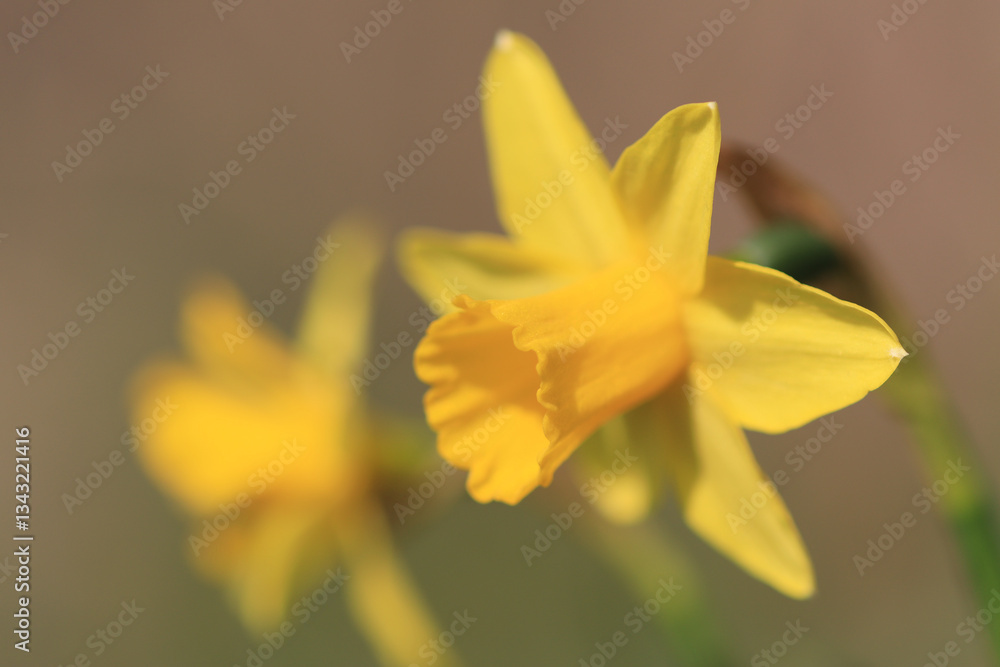 Fototapeta premium yellow daffodils in spring, daffodils in the garden, Daffodils shining in the sun, narcissus