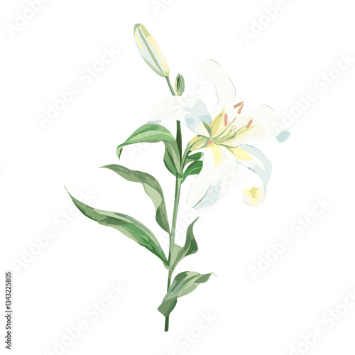 Lily lily illustration watercolor vector