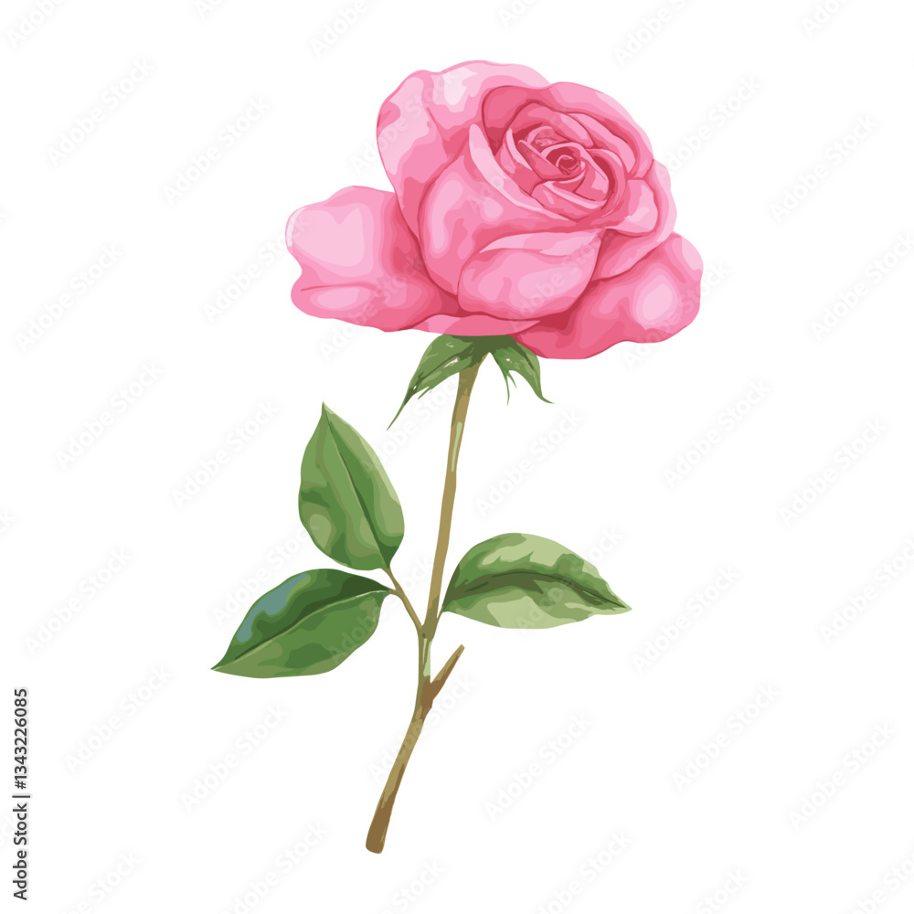 Fototapeta premium Pink Rose rose illustration watercolor vector