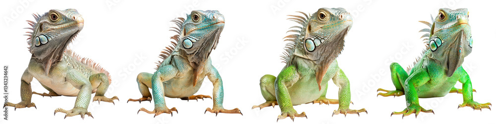 Naklejka premium Detailed close up portraits of several vibrant green iguanas perched and observing their surroundings in a lush natural environment