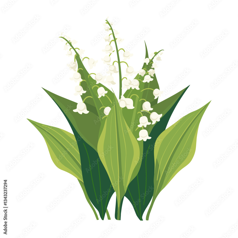 Lily of the valley illustration blossom flower vector