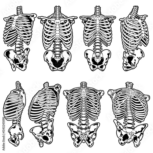 set of skeleton torso anatomy vector in different angles