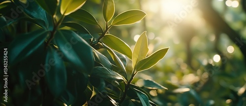 Sunlit green leaves in a lush forest, backlit by golden hour sunlight. Perfect for nature, serenity, and growth themes.