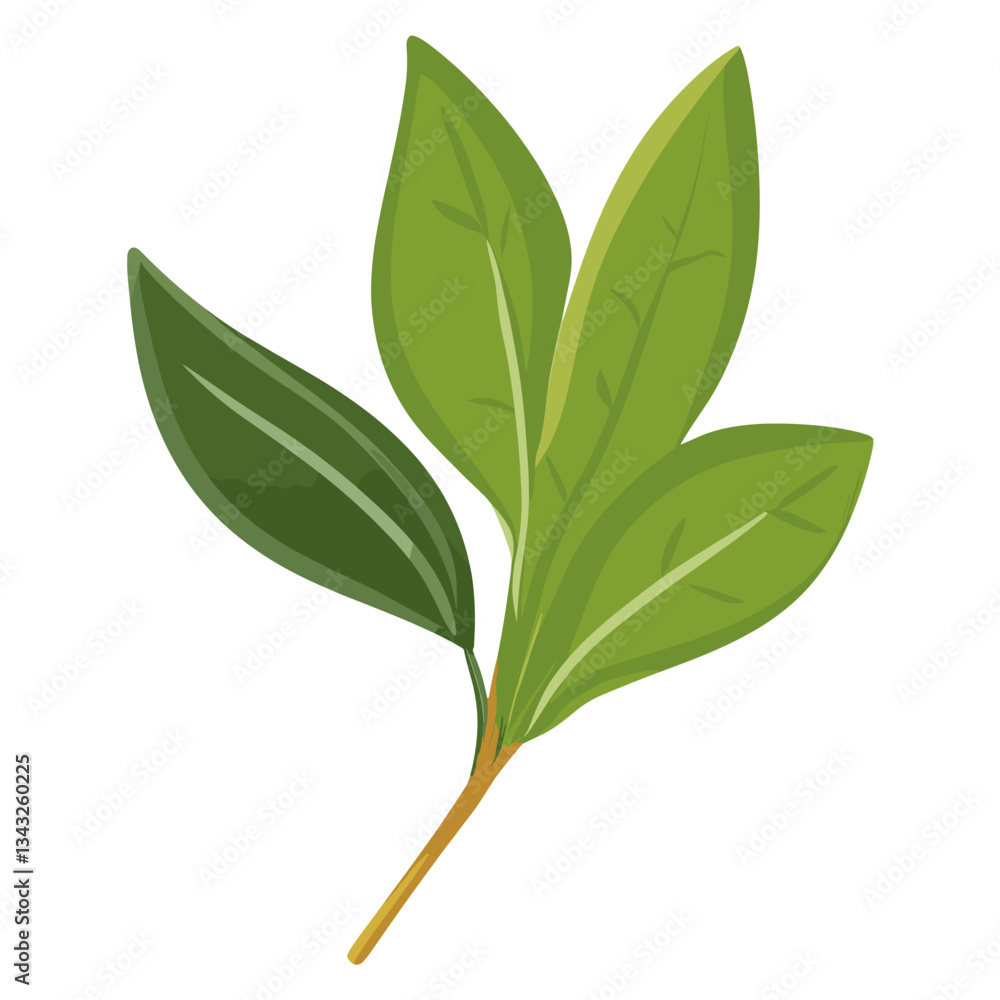 Fototapeta premium Culinary bay herbs leaf illustration design plant vector