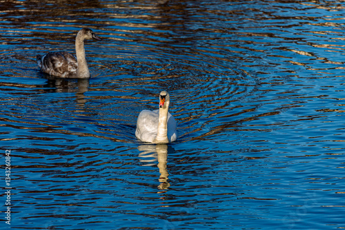 Obraz na płótnie White mute swan in a lake w salonie
