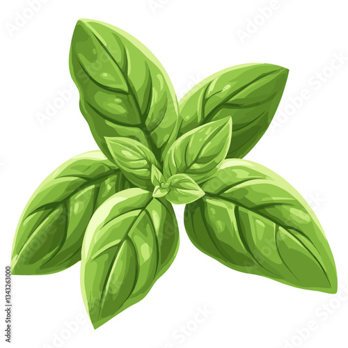 Culinary basil herb leaf leaves herbs illustration vector
