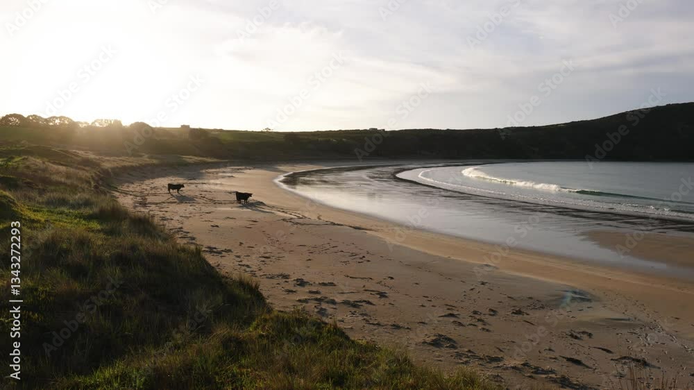 Beach and bay with cows and small waves during golden hour sunset at Maitai Bay, Northland, New Zealand.
