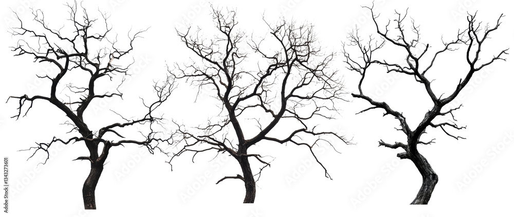 Obraz premium Set of bare twisted trees with leafless branches, isolated on transparent background
