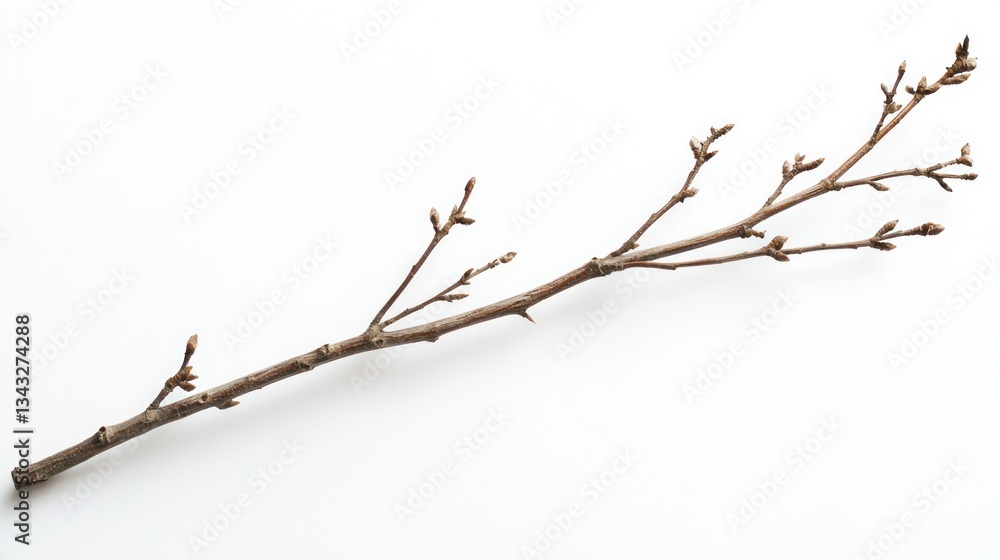 Rustic Dry Tree Branch with Jagged Edges Rustic Dry Tree Branch with Jagged Edges