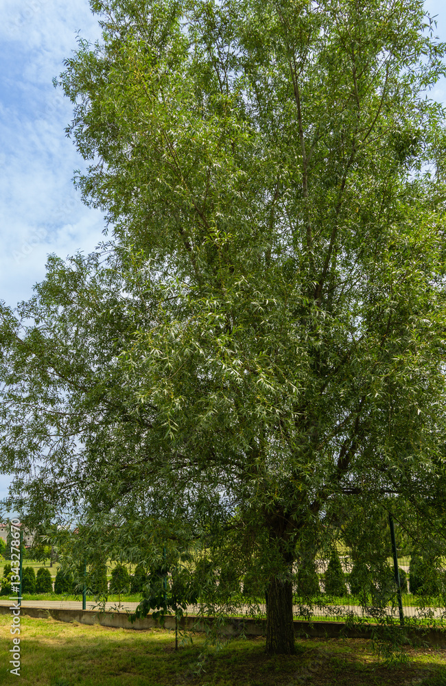 Obraz premium Tall, lush green Eucalyptus glauca (Eucalyptus caesia) tree grows in eucalyptus grove. Tree's branches cast soft shadows on grass below. Ornithological park is located in Adler (Sirius).