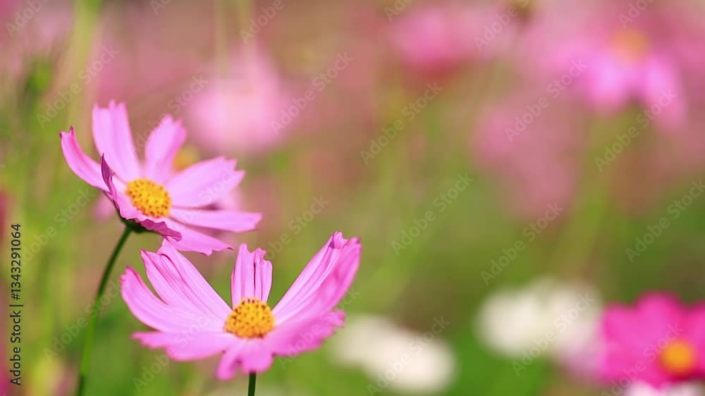 green cosmos flower green cosmos flower