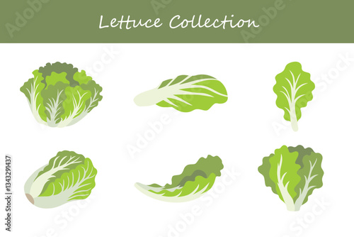 lettuce collection in different style. Vector illustration.