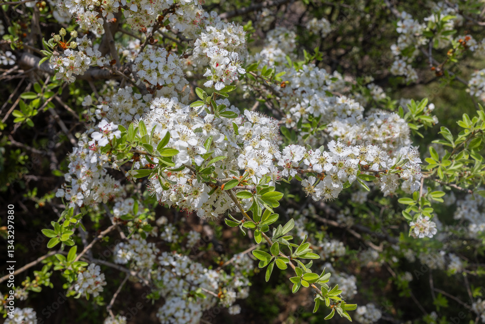 Wild Pear Tree blooming in spring.