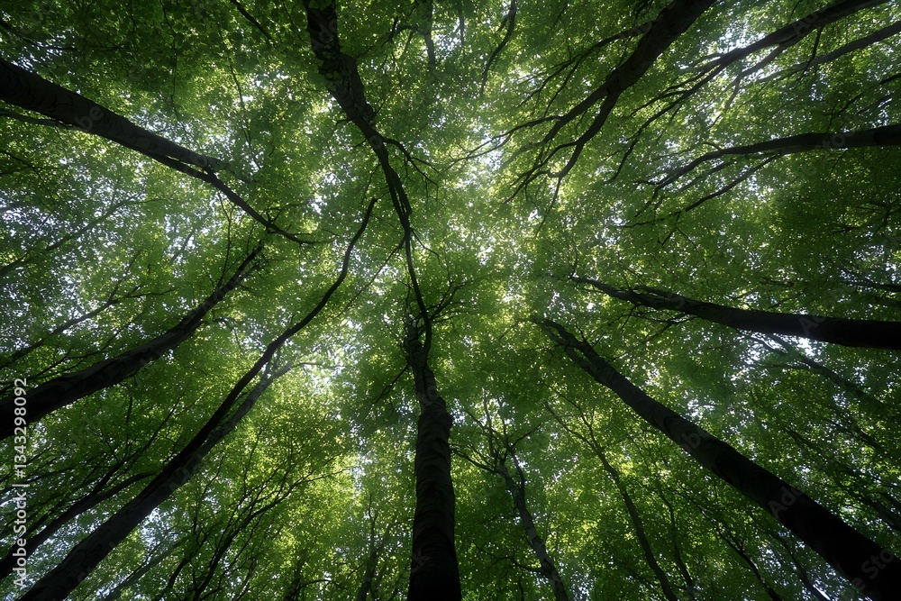 Fototapeta premium Majestic Summer Forest Canopy Lush Green Trees Overhead
