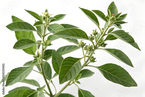 ashwagandha plant isolated on white background