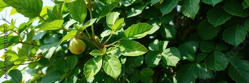 Wallpaper Mural Lush Fig Plant, Natural Green Foliage, Ideal Background Torontodigital.ca
