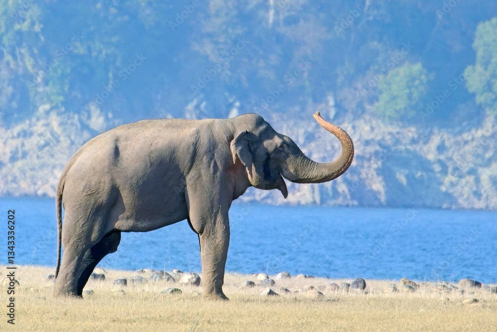 Obraz premium A wild bull Indian Elephant (Elephas maximus indicus), on the grassland at Dhikala, Jim Corbett National Park, Uttarakhand, India.