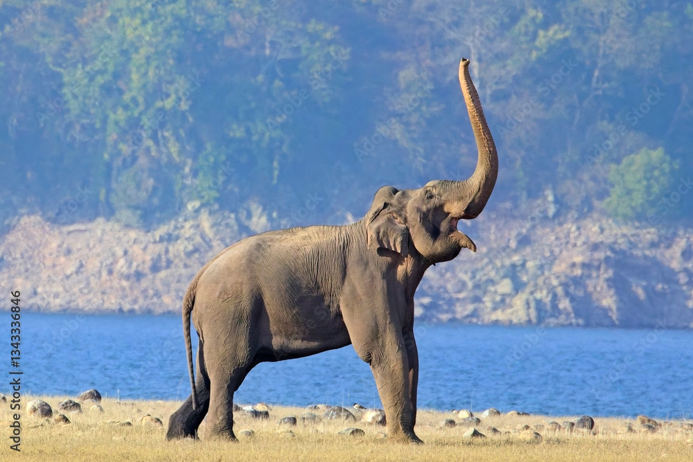 Obraz premium A wild bull Indian Elephant (Elephas maximus indicus) bellowing, trumpeting, on the grassland at Dhikala, Jim Corbett National Park, Uttarakhand, India.