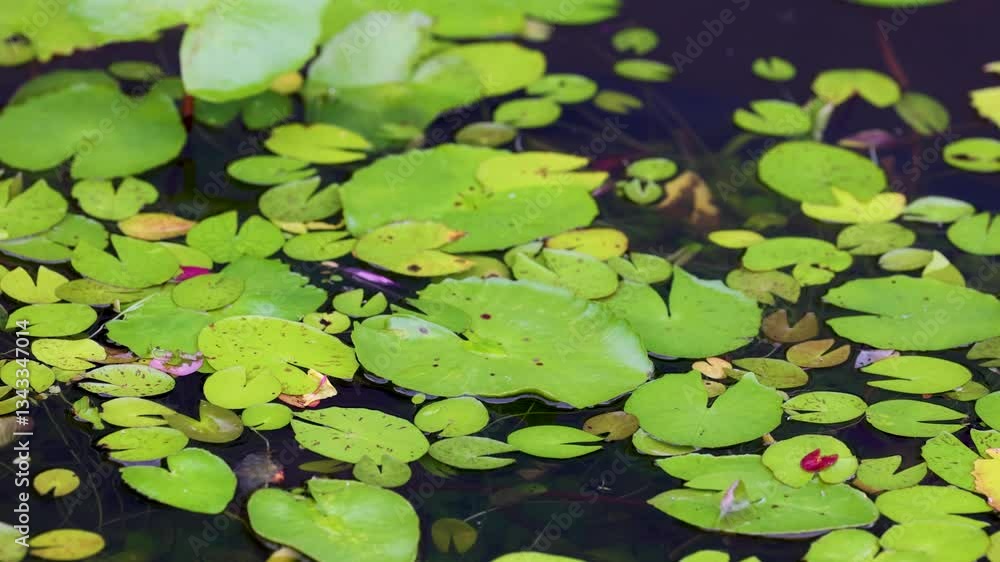 Serene Water Lilies Floating on a Tranquil Pond Serene Water Lilies Floating on a Tranquil Pond