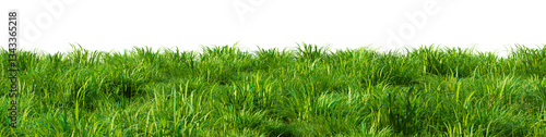 A field of green grass on a transparent background. 3D rendering illustration