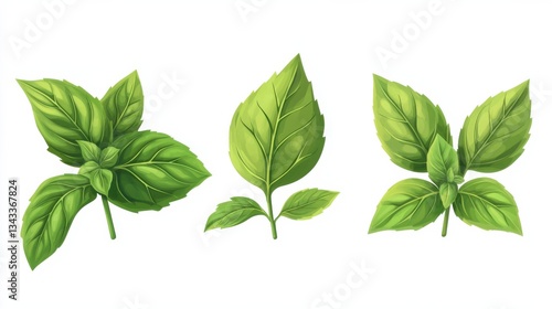 Basil leaves isolated on white background. Set, collection of different position basil green fresh leaves. Healthy eating, aromatic herb, food ingredient, spice for culinary