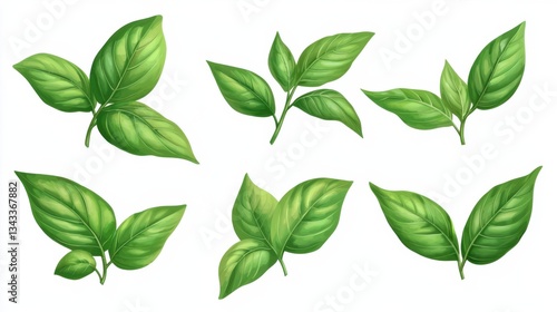 Basil leaves isolated on white background. Set, collection of different position basil green fresh leaves. Healthy eating, aromatic herb, food ingredient, spice for culinary