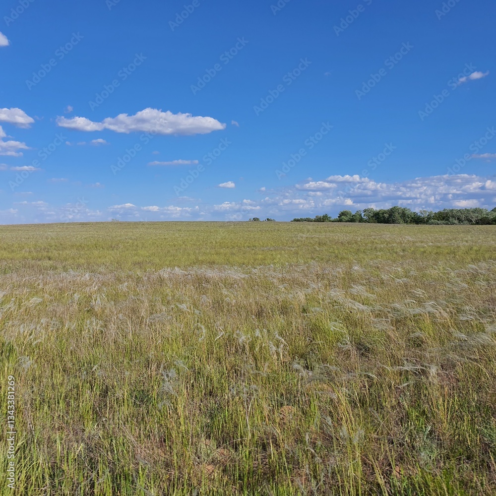 Wide open autumn steppe landscape with dry grass, blue sky, and distant tree line under bright sunlight. Wide open autumn steppe landscape with dry grass, blue sky, and distant tree line under bright sunlight.