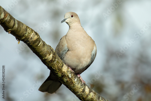 Collared Dove (Streptopelia decaocto)