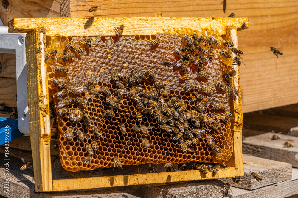 Bees Producing Honey in the Hive, Gurun, Sivas, Turkey Bees Producing Honey in the Hive, Gurun, Sivas, Turkey