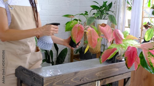 Woman florist sprays from a spray gun home plants aglaonema, liquid fertilizer, pest control. Home plant growing, green house, water balance, humidification
