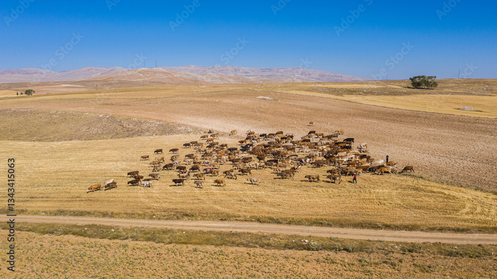 Obraz premium Aerial View of Cattle Grazing by the River, Gurun, Sivas, Turkey