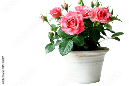 Delicate pink roses bloom in a simple white pot, brightening a serene indoor space on a sunny day