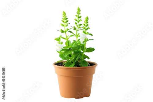 A vibrant green plant thriving in a terracotta pot against a minimalist white background