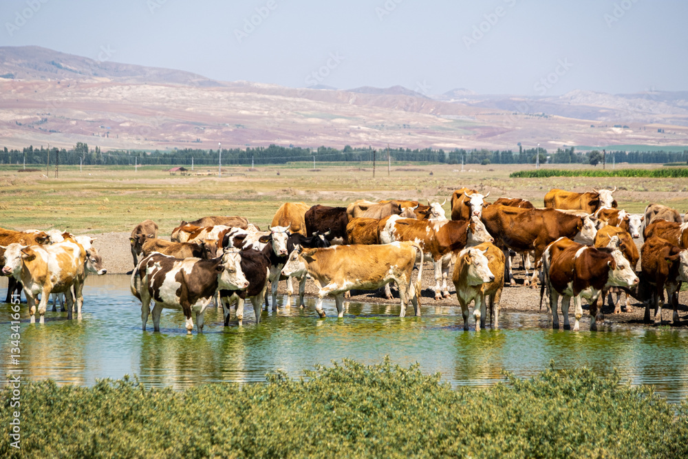 Obraz premium Cows Cooling Off by the Water on a Hot Day