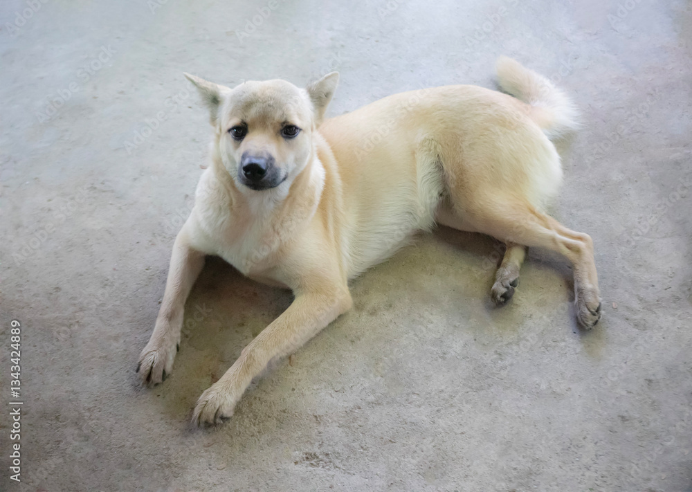 Brown dog 4years old on a concrete floor.