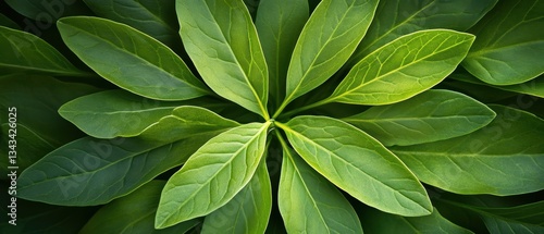 Fresh Green Leaves in Symmetrical Arrangement Showcasing Textures and Shades of Nature's Beauty and Life