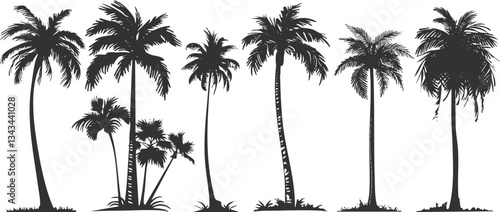 Silhouette of various palm tree types against white background