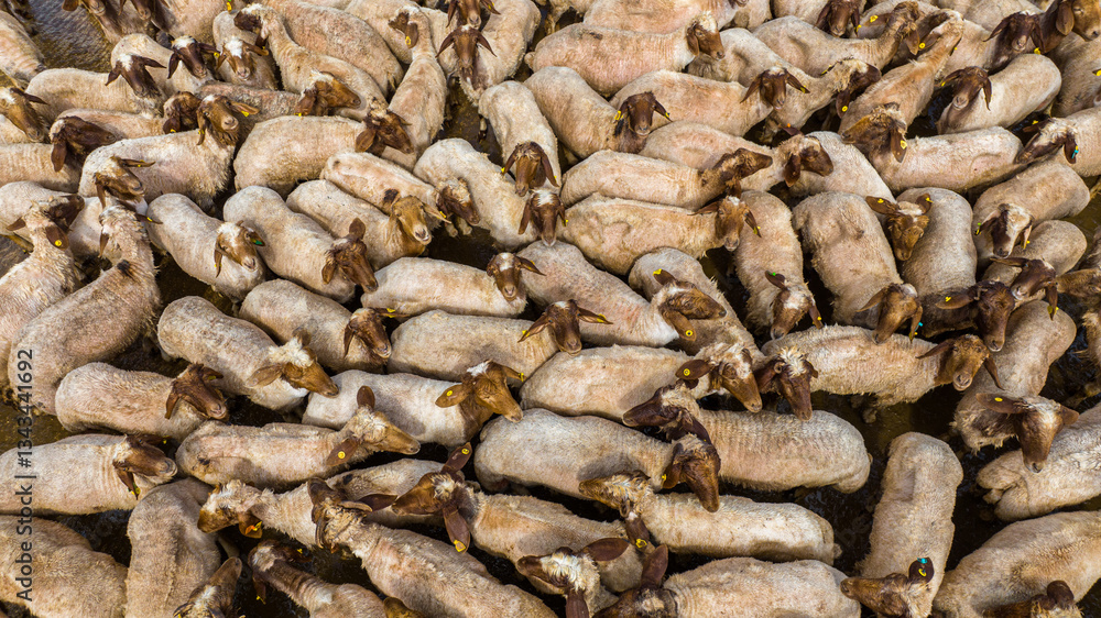 Aerial View of Sheared and Washed Sheep, Ceylanpinar, Sanliurfa, Turkey Aerial View of Sheared and Washed Sheep, Ceylanpinar, Sanliurfa, Turkey