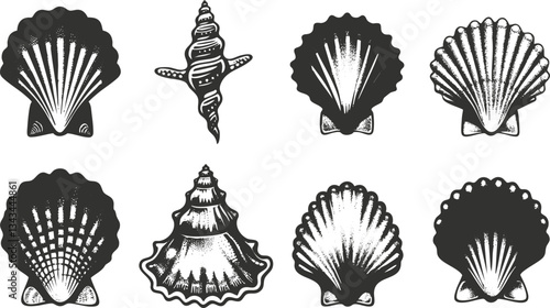 Vintage sea shell illustrations: scallops and conch variations in black and white