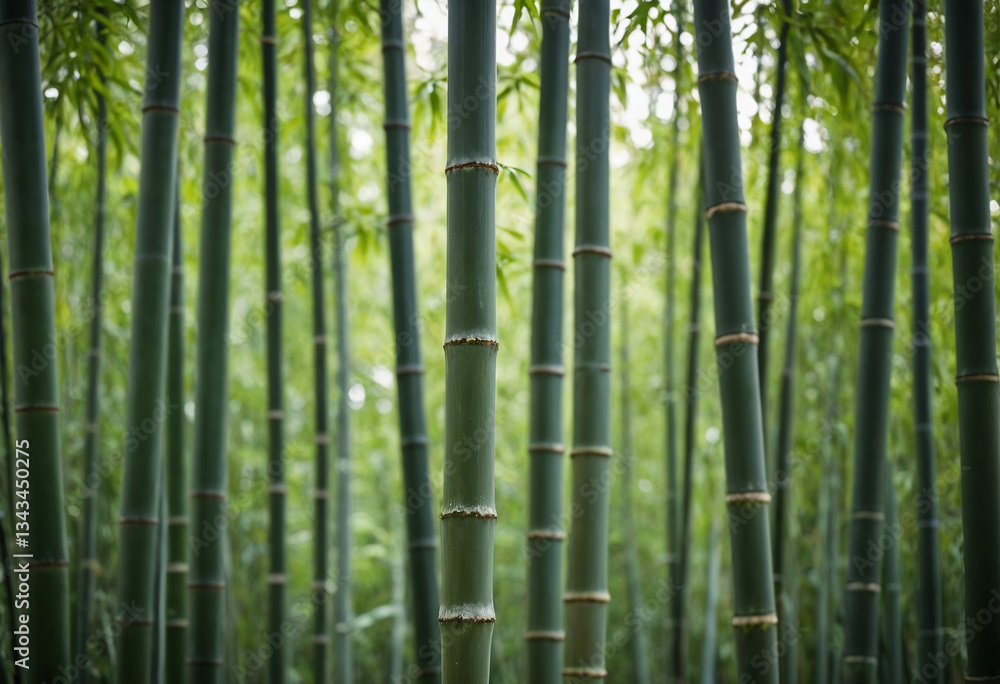 Dense bamboo forest with tall green stalks Dense bamboo forest with tall green stalks