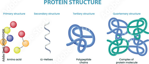 illustration of protein structure diagram