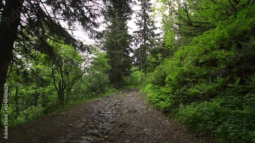 Walking in the mountain forest first person view with stony trail and green plants and trees at cloudy summer day
