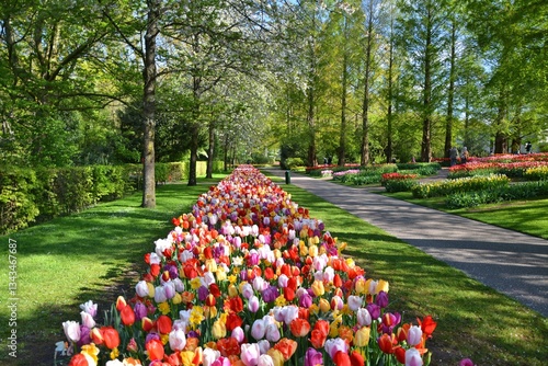 Keukenhof gardens blooming spring flowers. Colorful tulips growing at flowerbed.