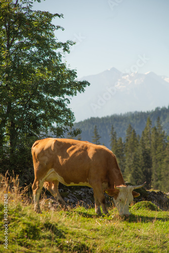 Alpine Cows Grazing on a High Mountain Pasture in the Austrian Alps