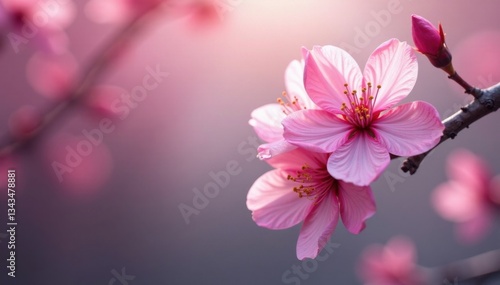 Wallpaper Mural intricate pink sakura details against a subtle gradient background, cherry blossom, sakura Torontodigital.ca