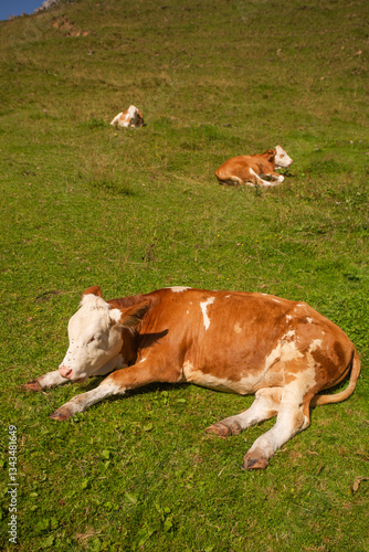 Alpine Cows Grazing on a High Mountain Pasture in the Austrian Alps