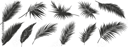 Set of twelve black silhouette palm leaves on white background