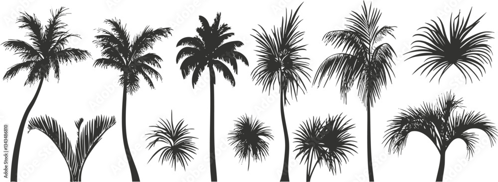 Silhouette of various palm trees on white background Silhouette of various palm trees on white background