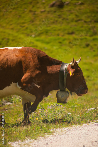 Alpine Cows Grazing on a High Mountain Pasture in the Austrian Alps